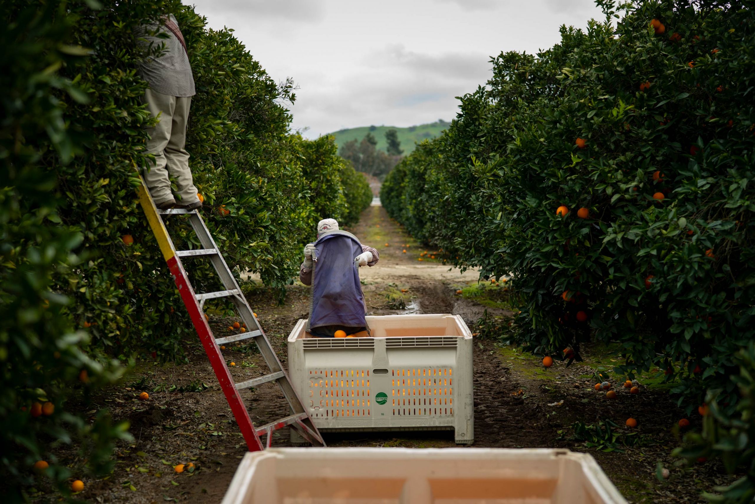 Best Practices Video for Field Crew During Citrus Harvest for Pest/Disease Prevention