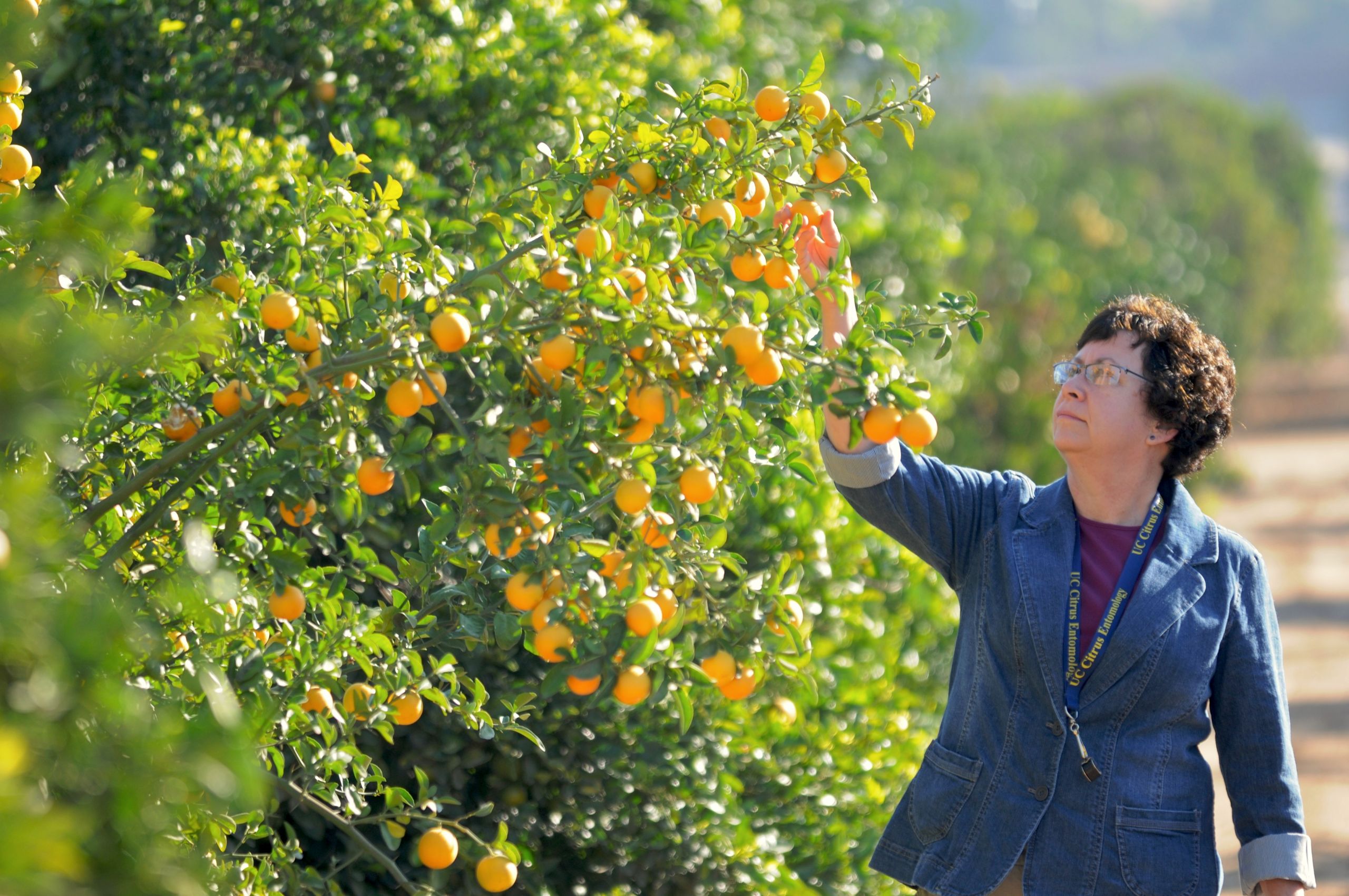Dr. Beth Grafton-Cardwell to Retire – Her View on 30 Years of Citrus IPM