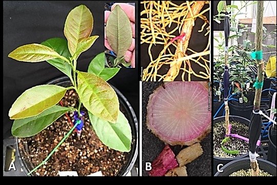 Automated Delivery System for Therapeutic Materials to Treat HLB Infected Citrus