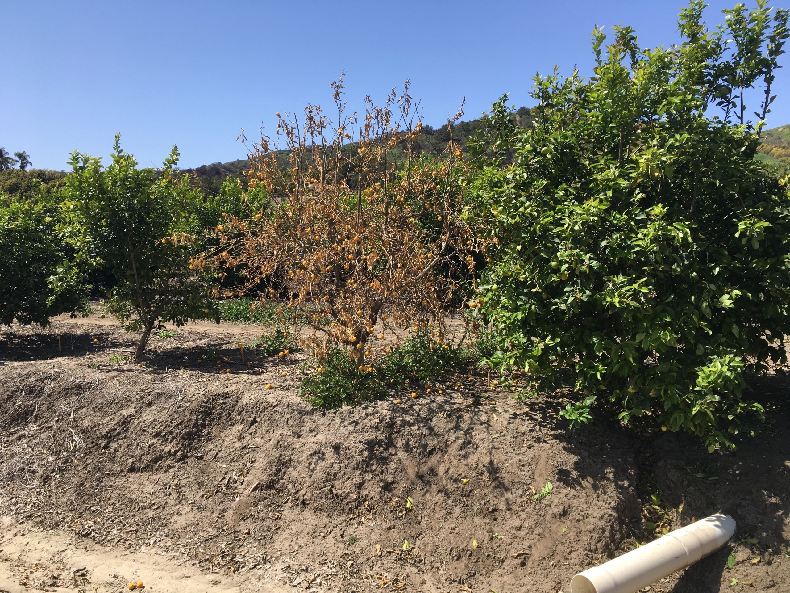 Dry Root Rot of Lemon