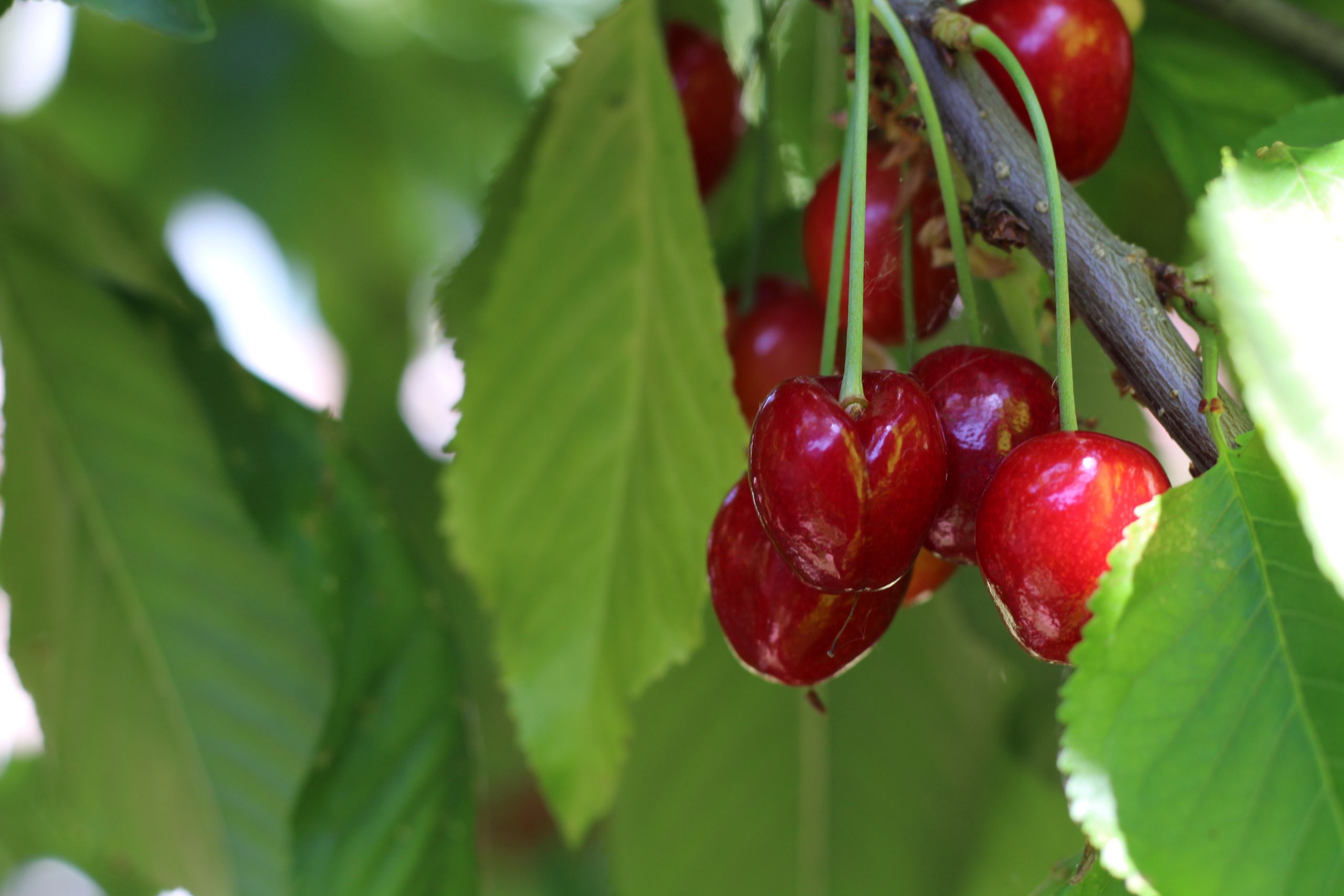 US Sweet Cherry Production Down 6 Percent (California Increases)