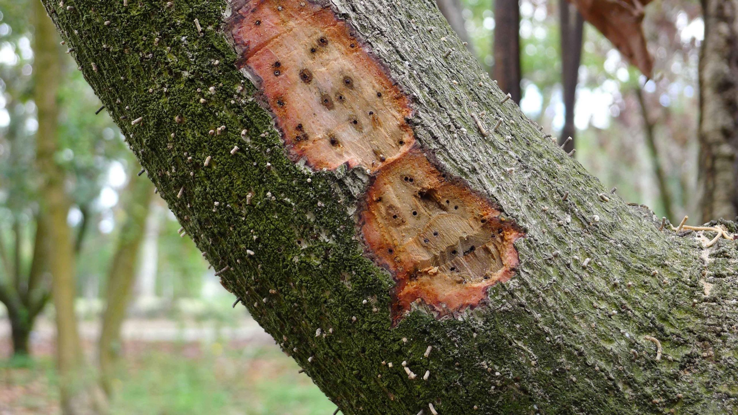 New Recommendations for Laurel Wilt Disease