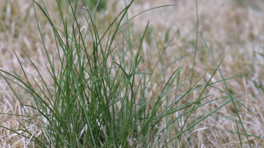 Recurrent Selection with Glufosinate at Low Rates Reduces Italian Ryegrass Resistance