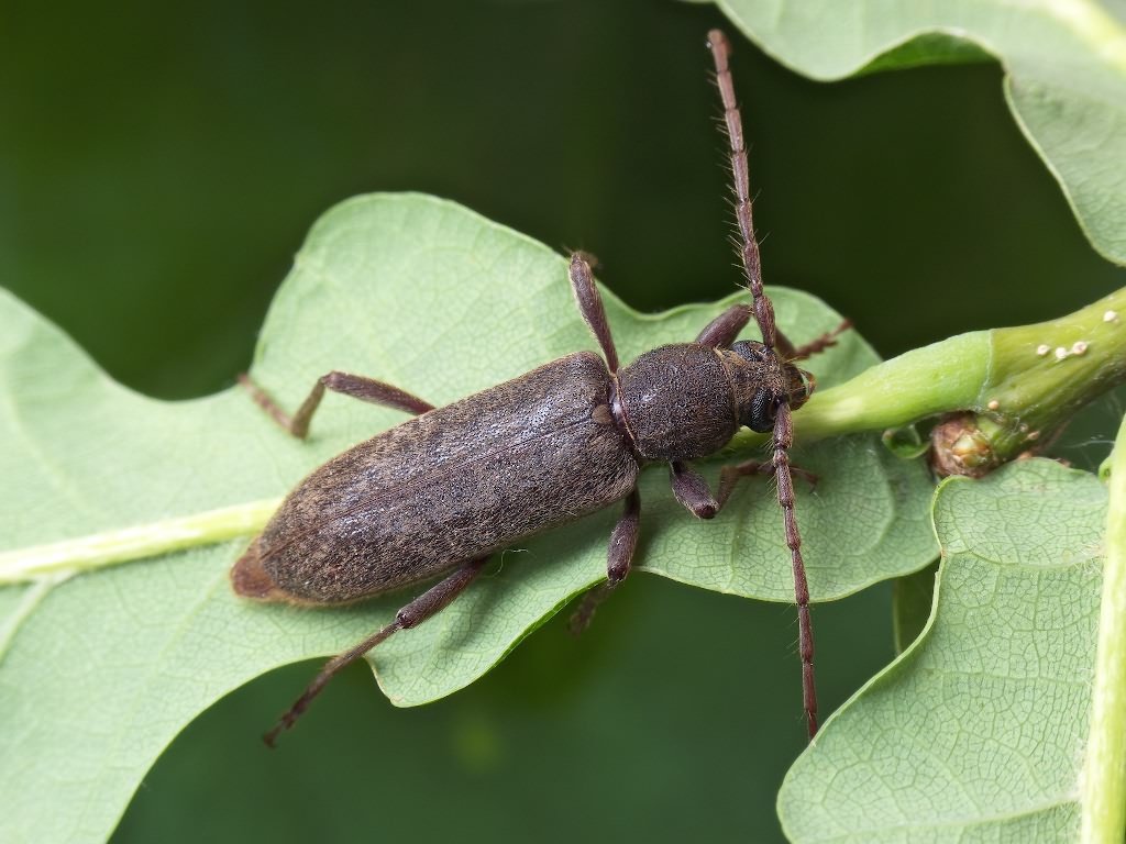 UCCE Tulare County Dried Plum Program Assists Efforts for Detection of Invasive Beetle