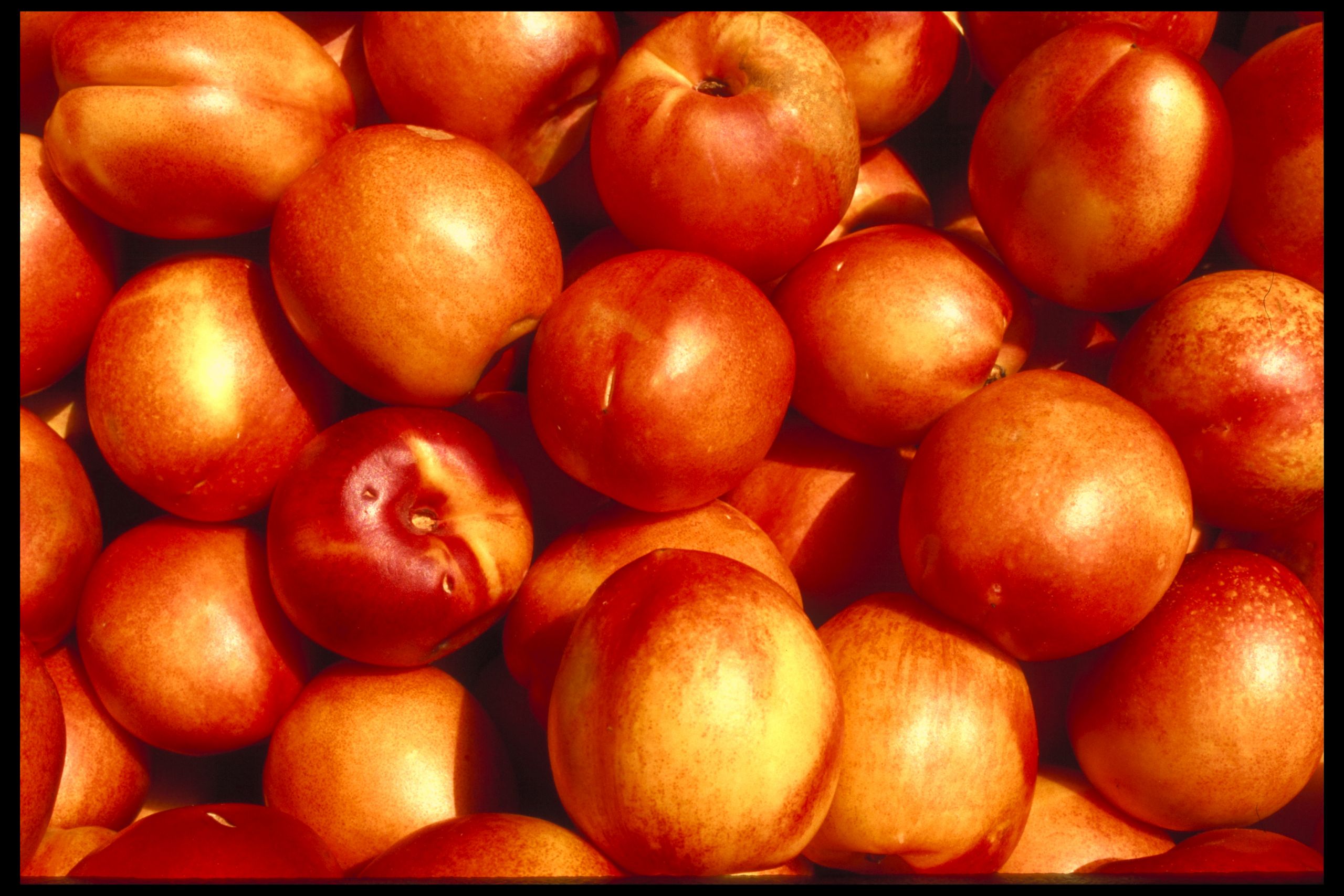 LGMA Partners with Western Growers to Offer Remote Food Safety Audits During Pandemic