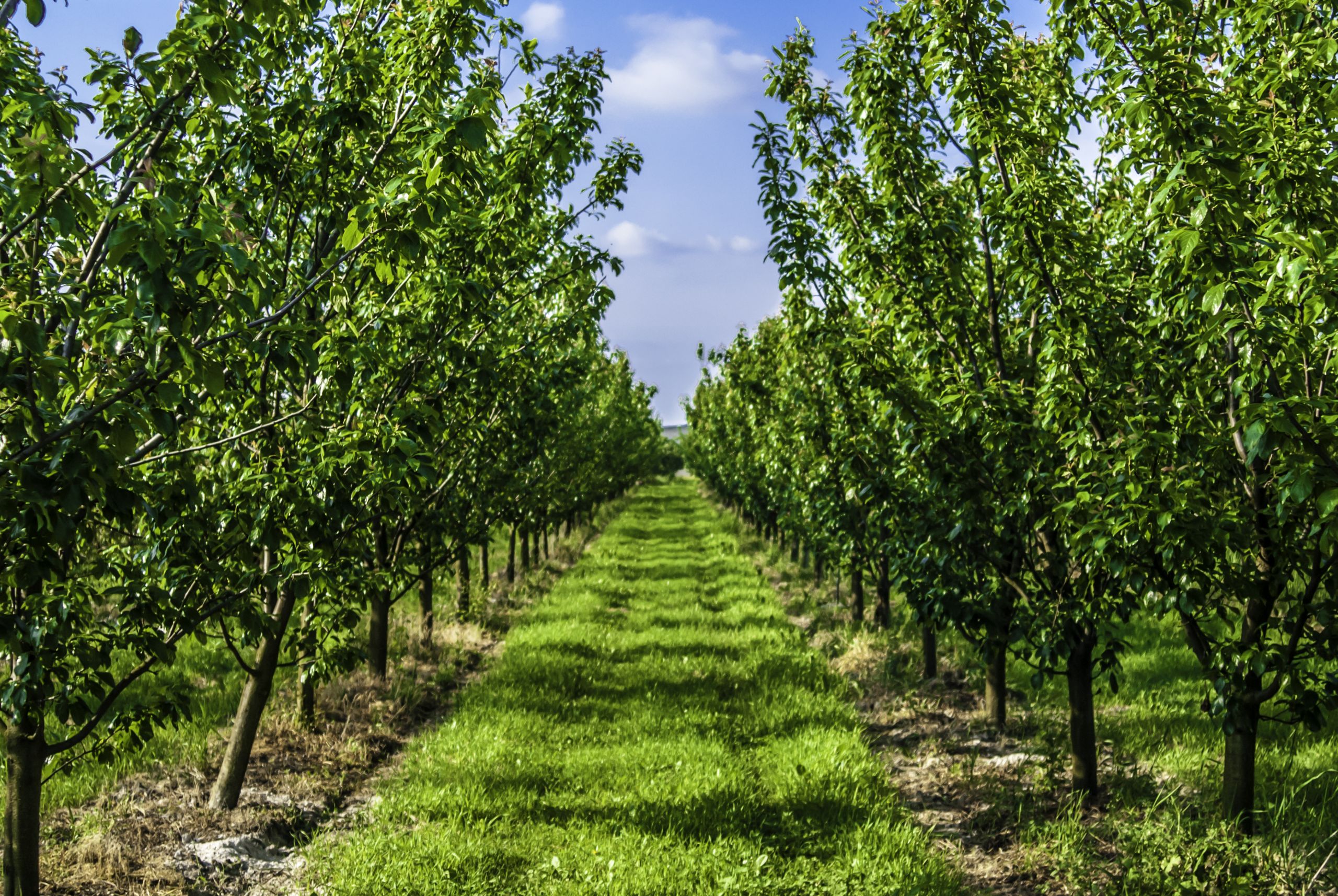 California Prune Growers Suffer the Brunt
