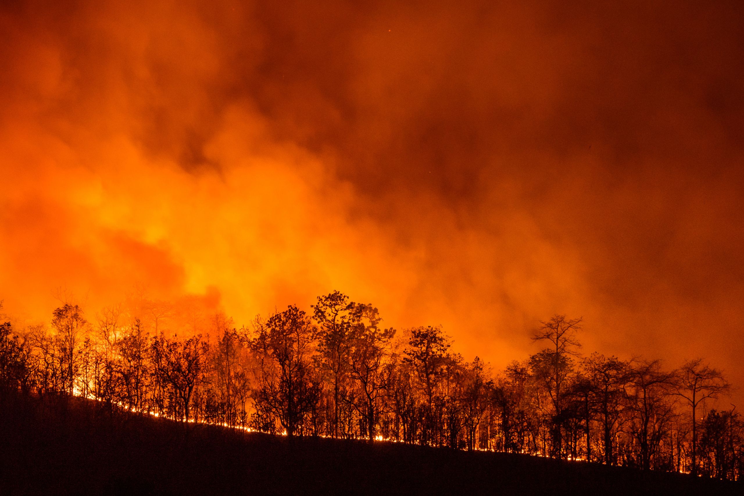 FIRE RECOVERY GRANTS AVAILABLE FOR SO CA GROWERS