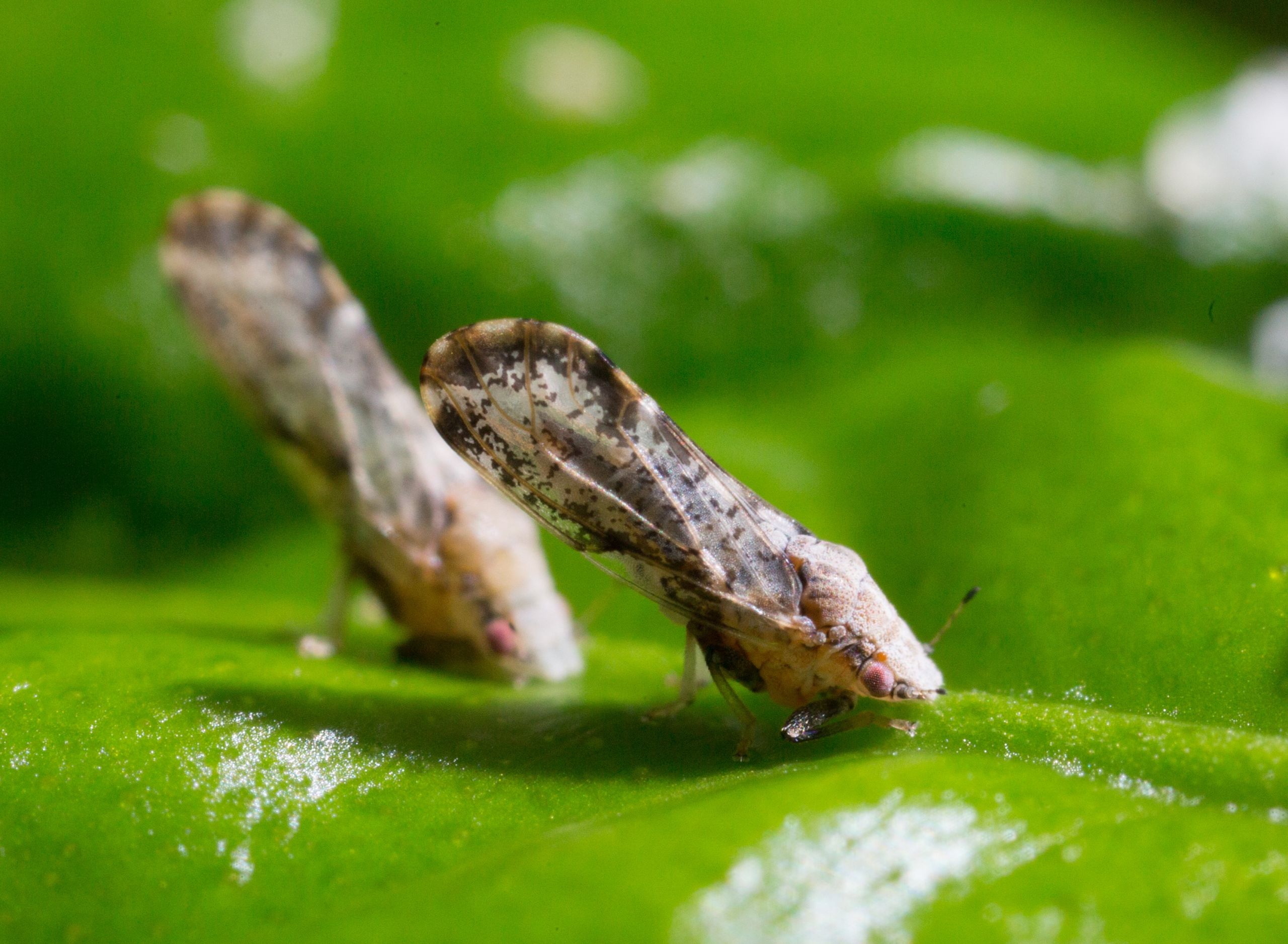 UC Riverside Discovers First Effective Treatment for Citrus-Destroying Disease