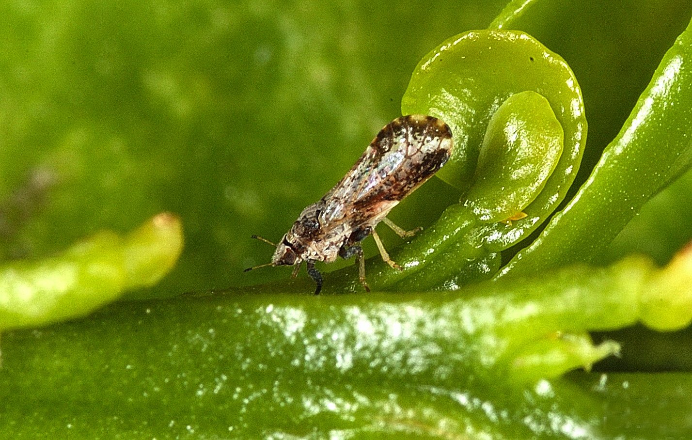 New Traps Cut Off Citrus Greening Pests from Hiding Places