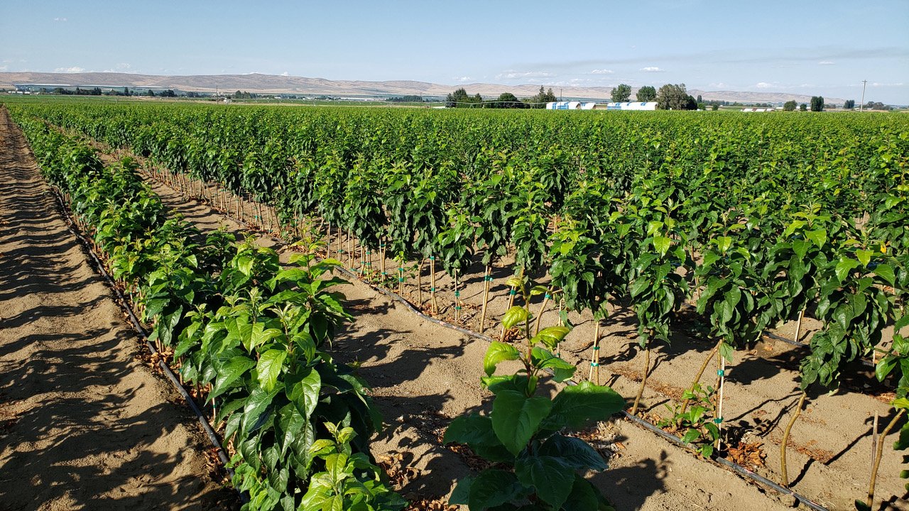 New Resources for Farmers with CA Irrigation Management Information System