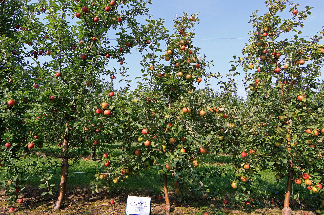 Apple Breeding Program Takes Root Across the Country