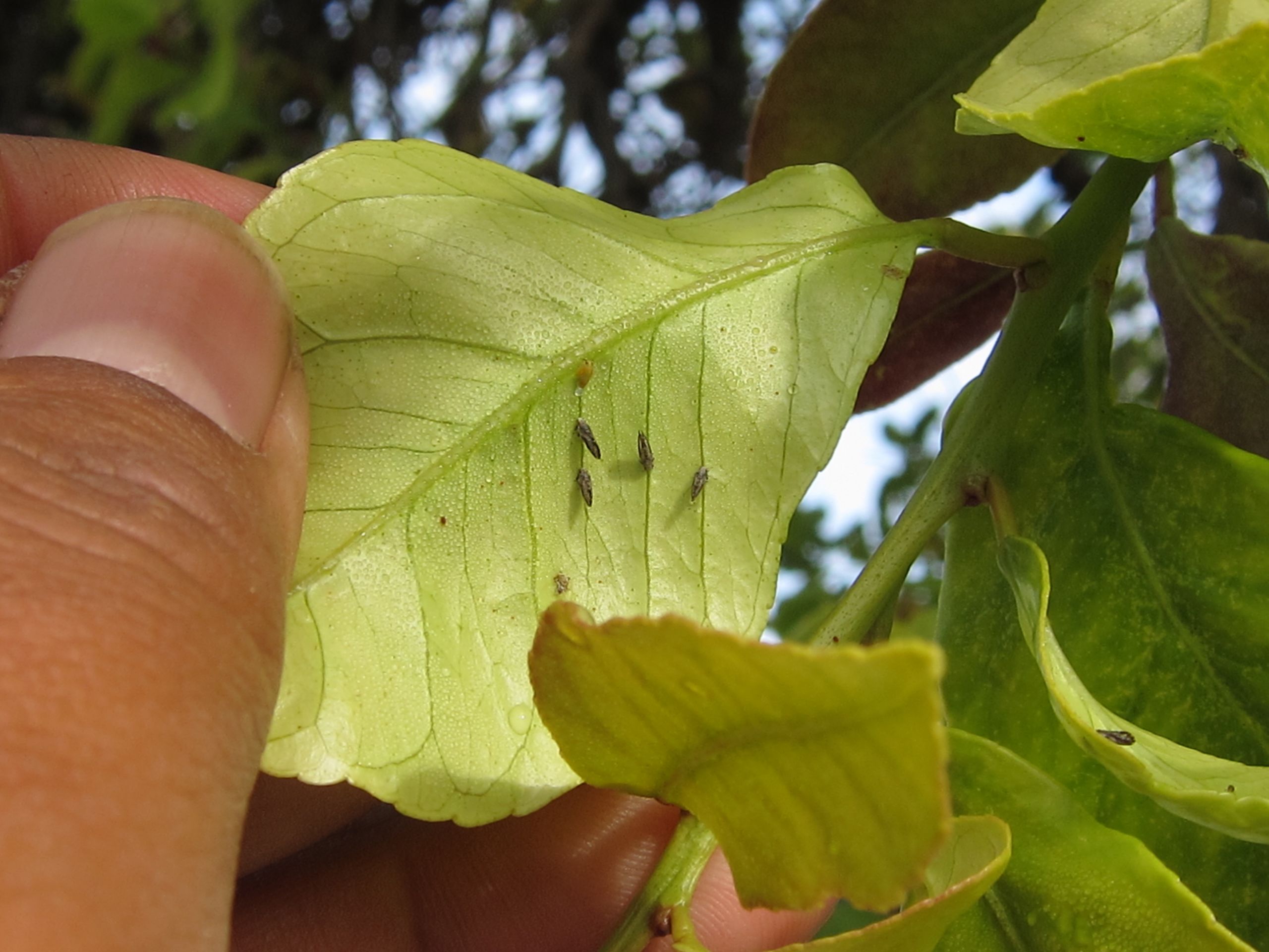 CLas-positive Asian Citrus Psyllid Found in Riverside Commercial Grove