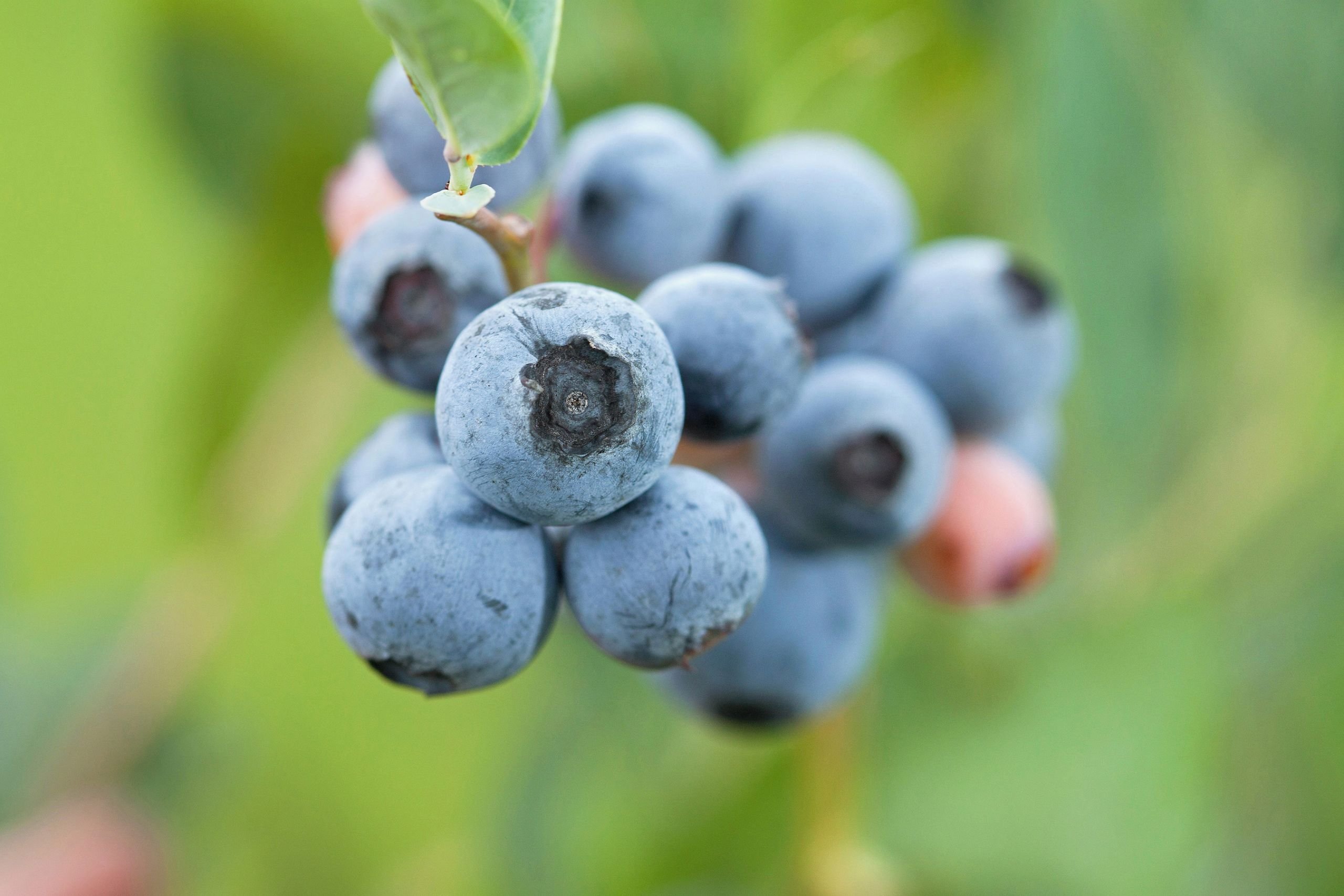 New Study Reveals Blueberry Growers Strengthen U.S. Economy by the Billions