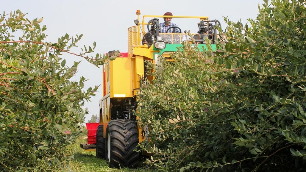 Automation Helps Solve Specialty Crop Challenges