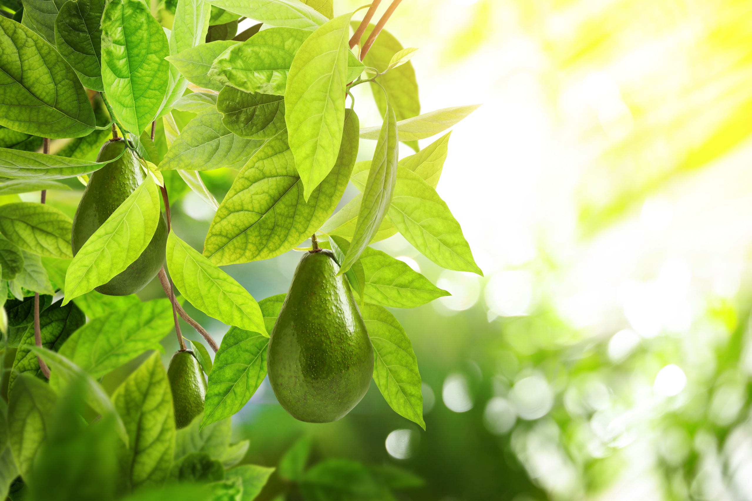 Managing Heat In California Avocado Groves