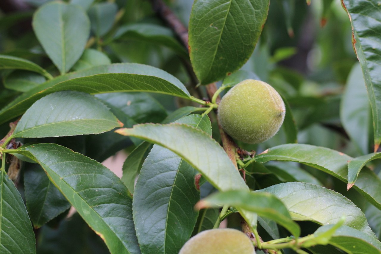 Chile Continues Ramping Up Stone Fruit Production & Market Share