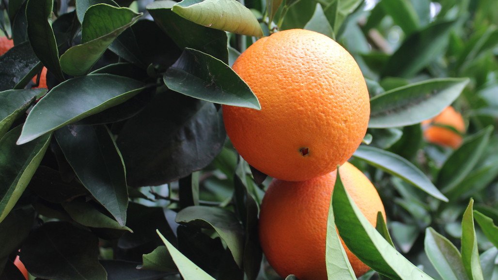 CA Navel Orange Forecast Down 5%