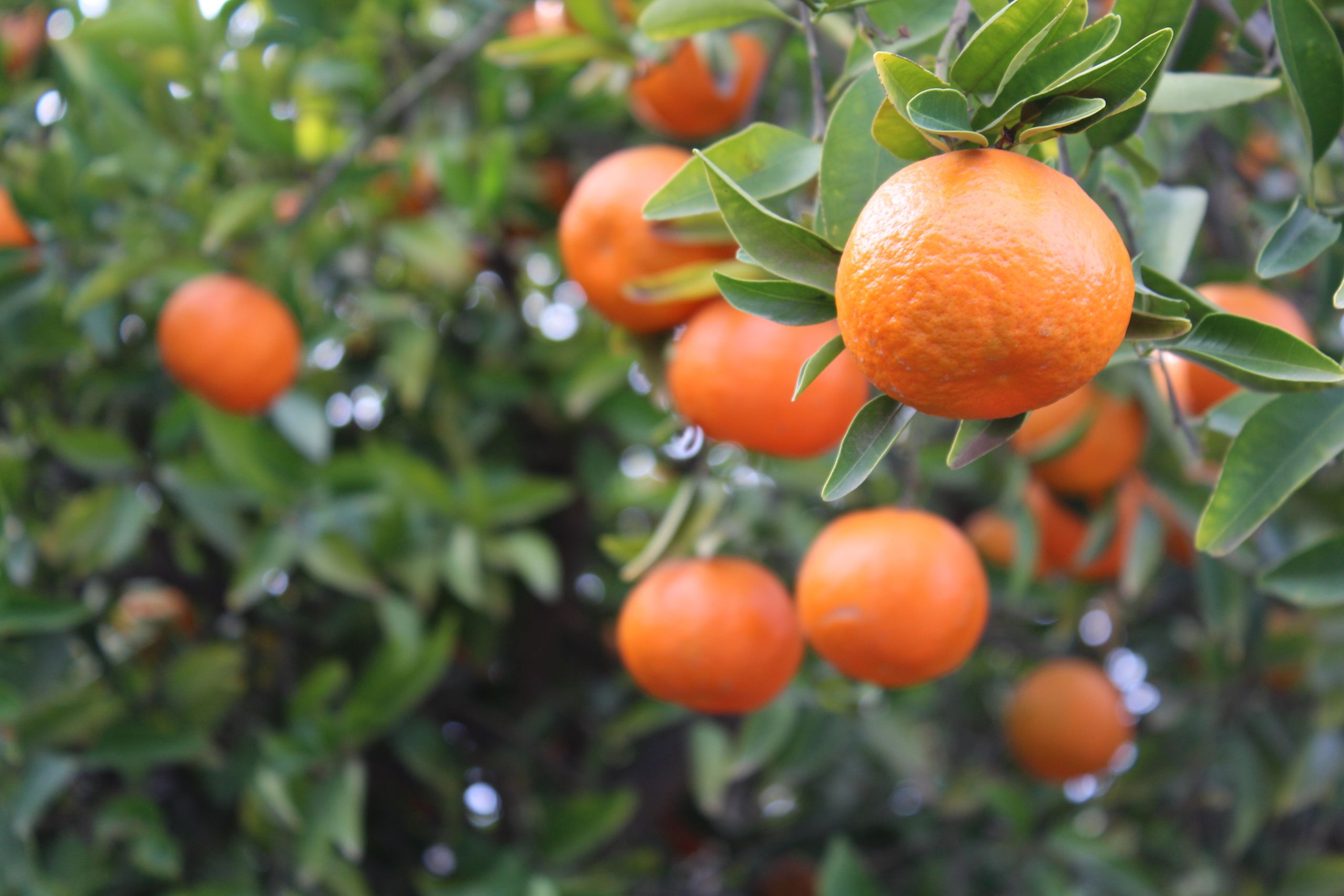 Fall CRB Citrus Webinar Series