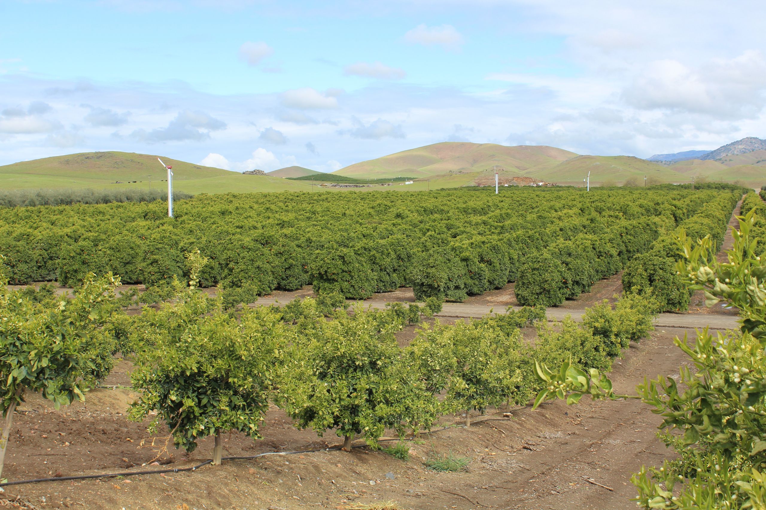 California Citrus Acreage Report: Increase in Lemons & Mandarins