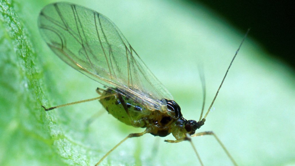 Plant, Insect Viruses Work Together to Spread Disease