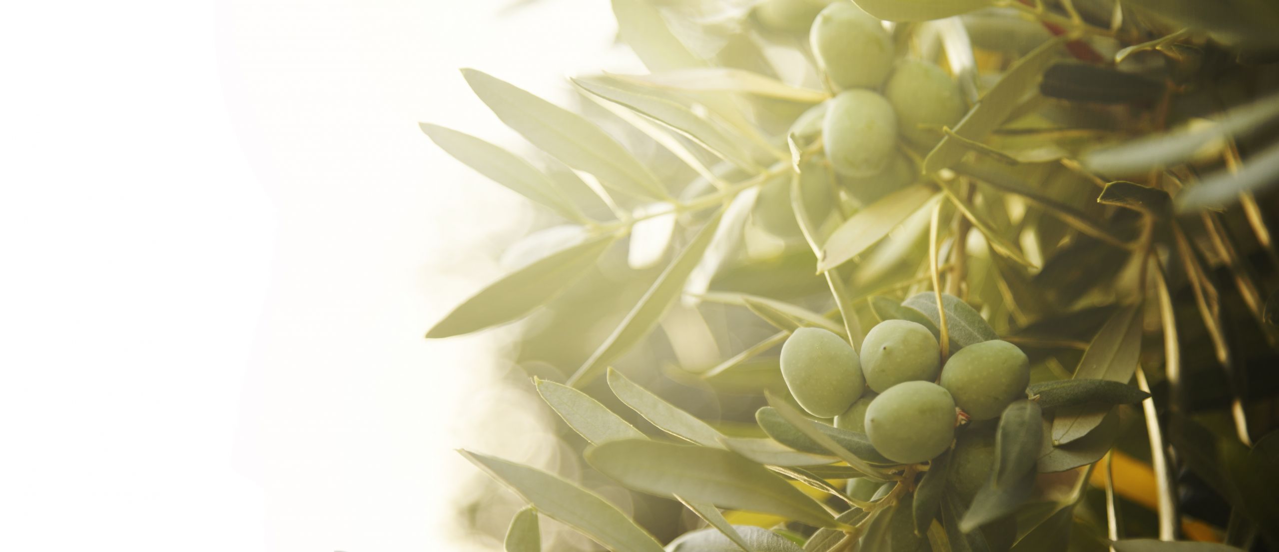 California Table Olive Forecast Down Significantly