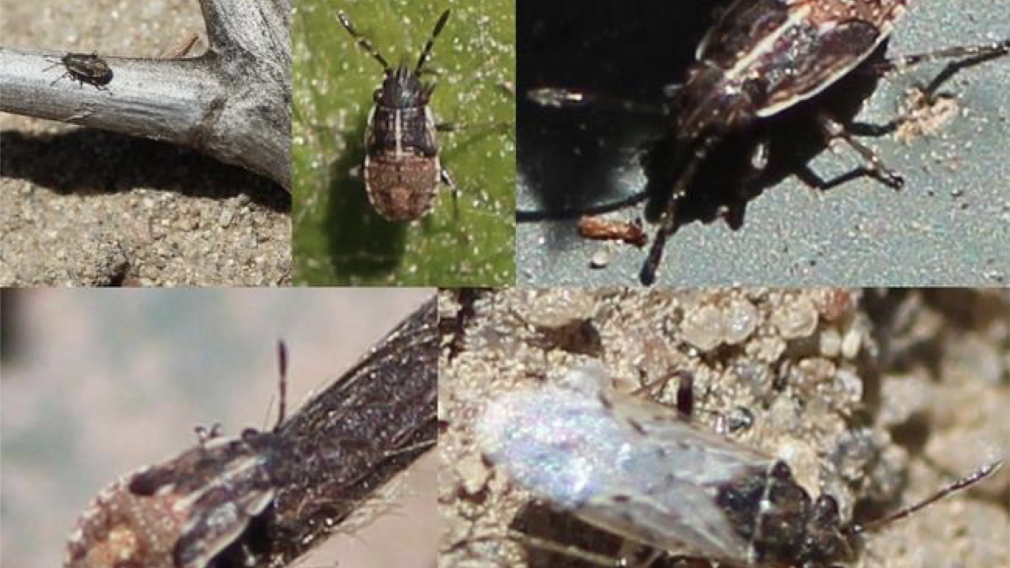 False Chinch Bug in New Avocado Plantings
