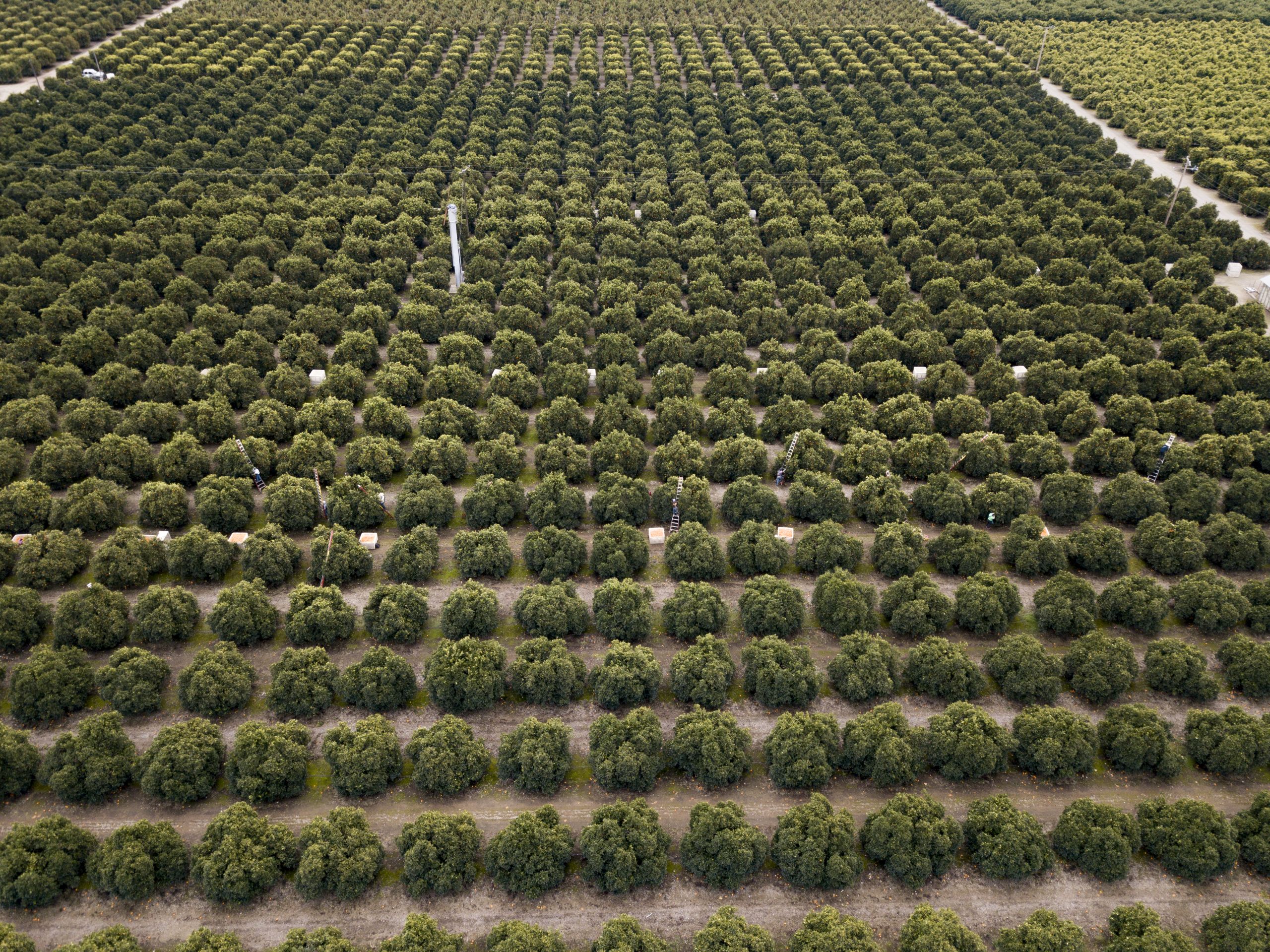To all San Joaquin Valley Citrus Growers