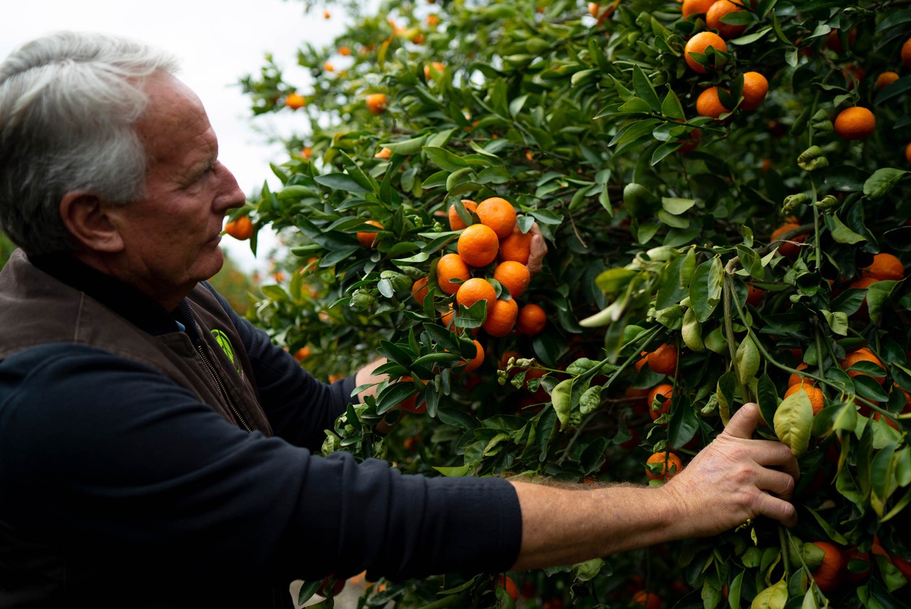 $45 Million in Funding for Citrus Research Awarded