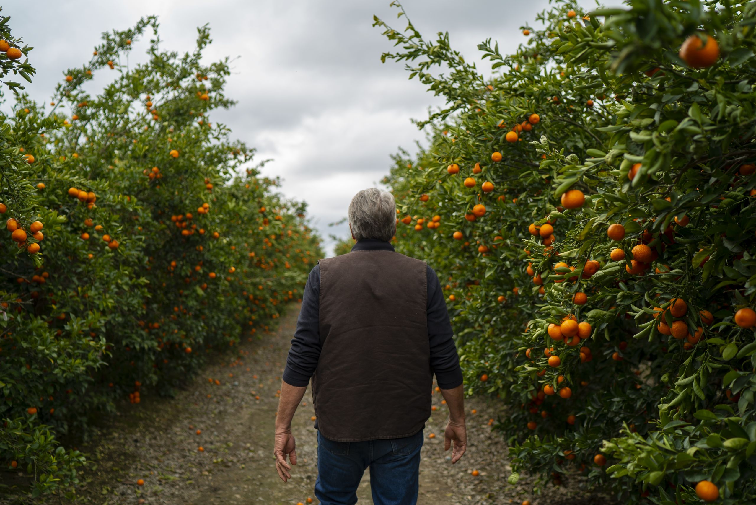 CDFA Accepting Proposals for Riverside County Grower Liaison