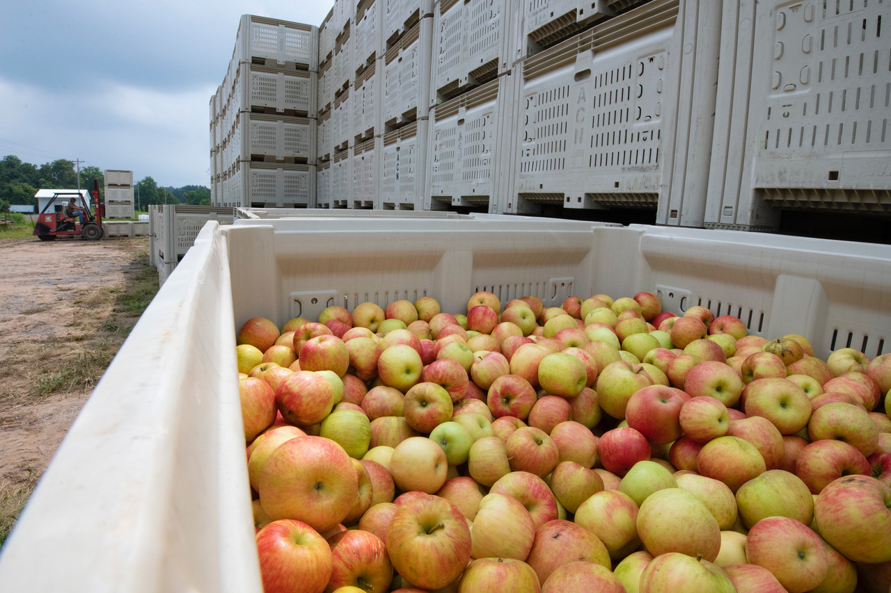 Using Ancient Apples to Improve the Future of Apple Breeding