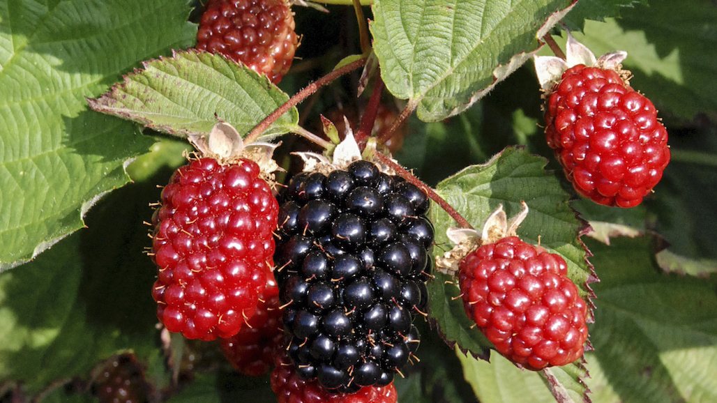 New Blackberries: Eclipse, Galaxy, and Twilight