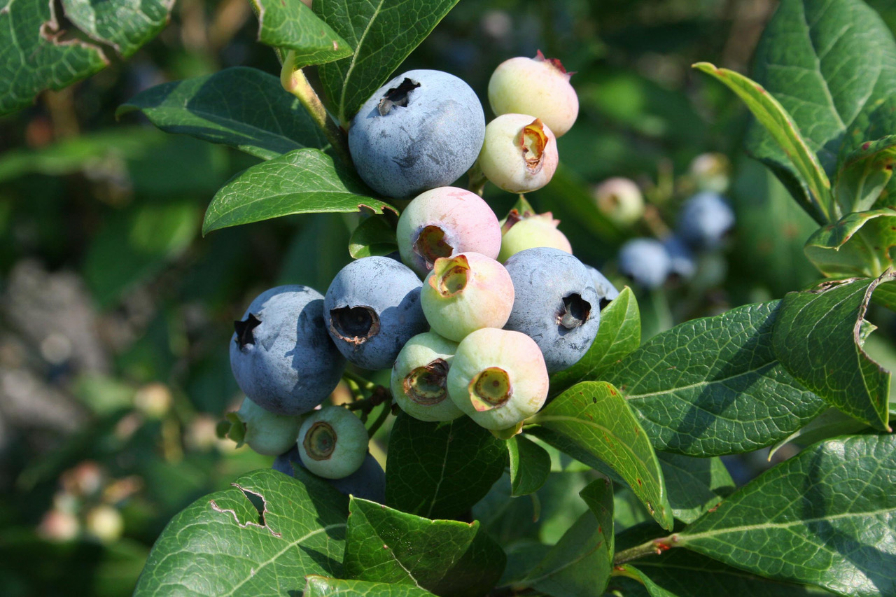 Blueberry Councils Appoint Two New Hires