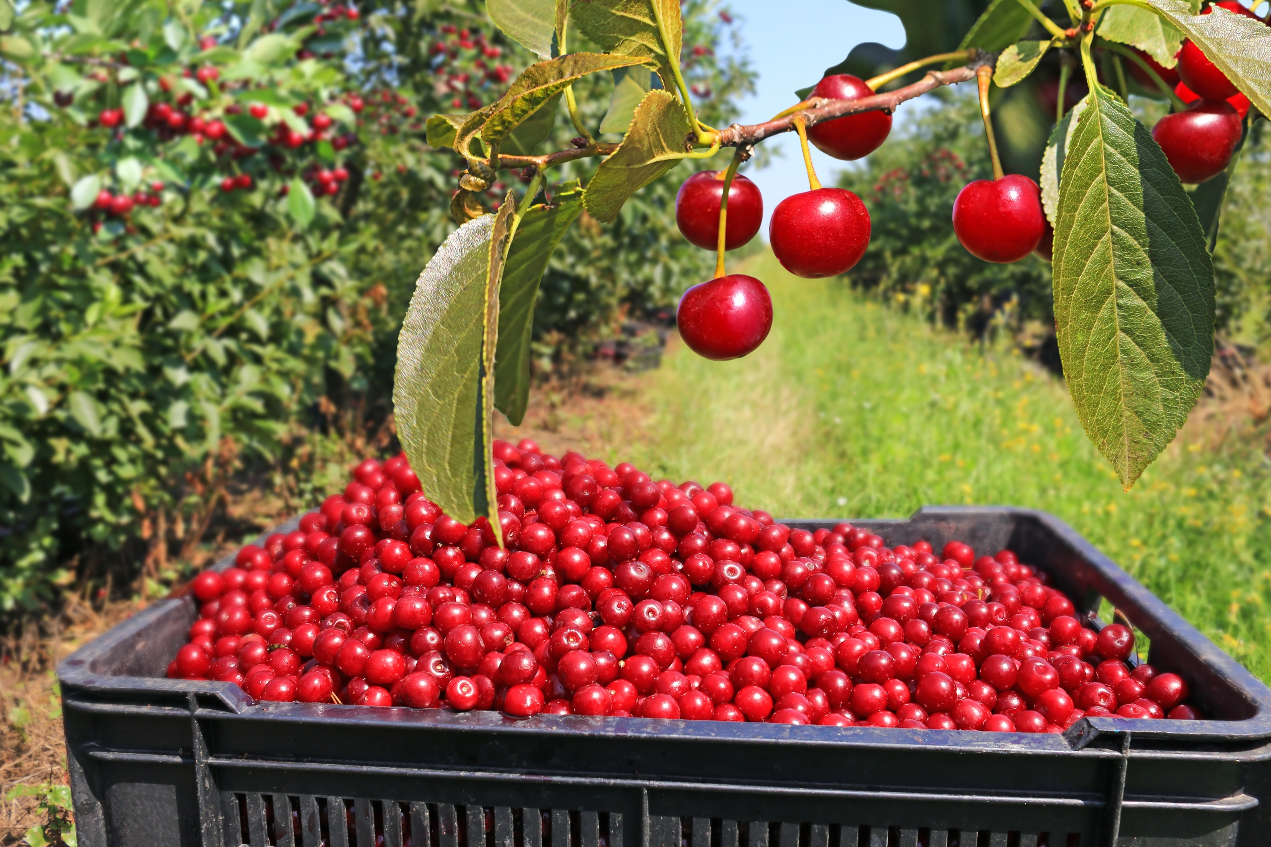 Turkey Increases Stone Fruit Production, Strengthens Position Among Top Exporters