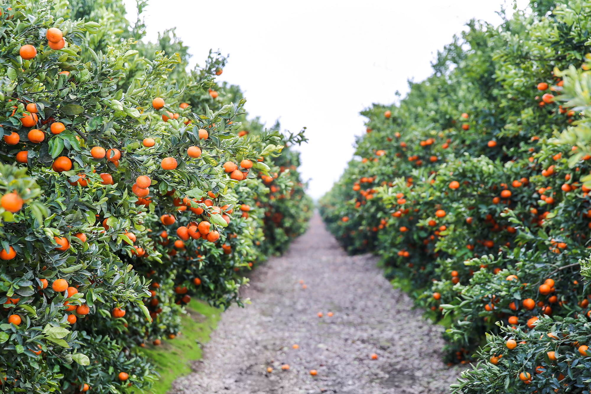 Fruit World Enters Citrus Season with New Sustainable Packaging and Increased Volume of Organic and Conventional Offerings