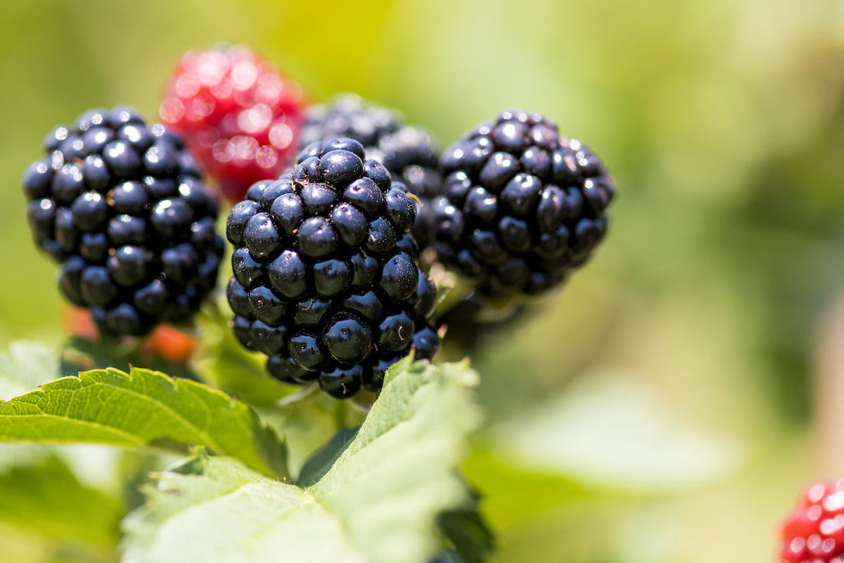 Ouachita Blackberry Receives Outstanding Fruit Cultivar Award