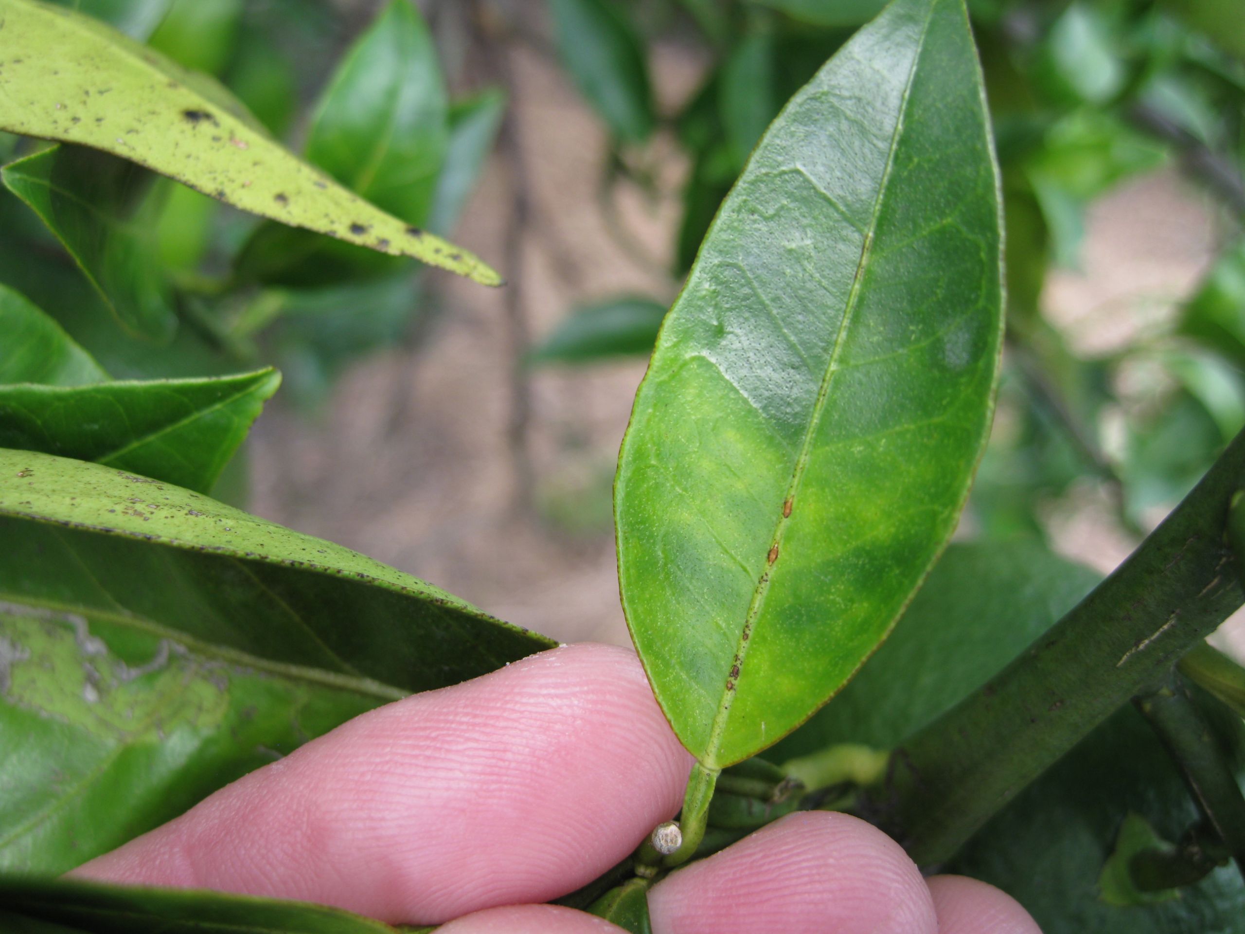 HLB Detection Triggers Quarantine Expansion in San Bernardino & Los Angeles Counties