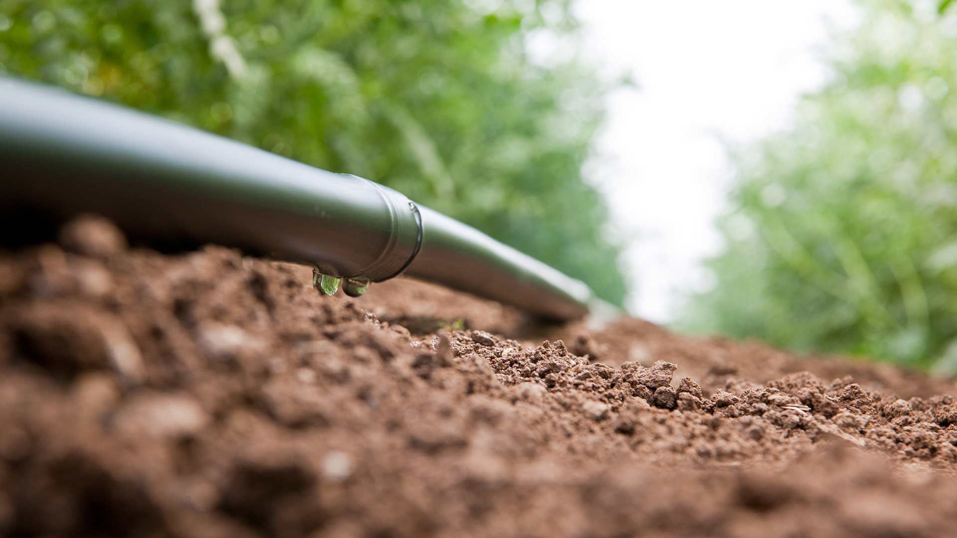 Fall Microirrigation System Maintenance