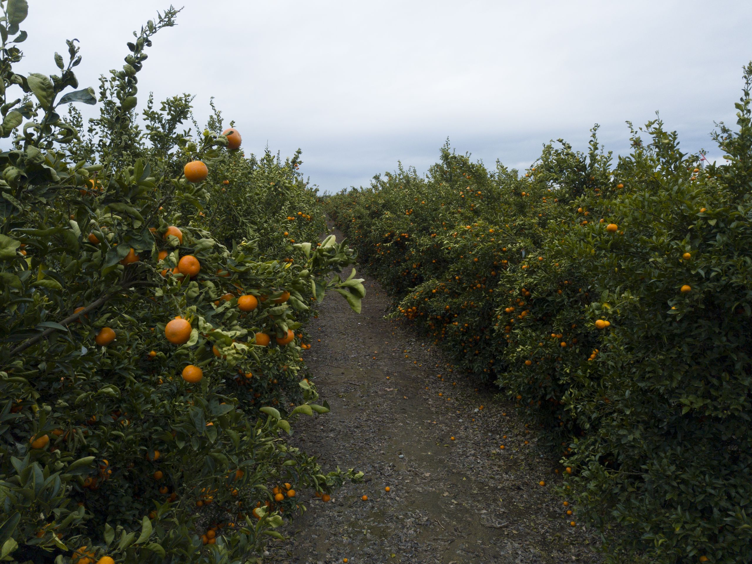 New California Mandarin Objective Measurement Survey