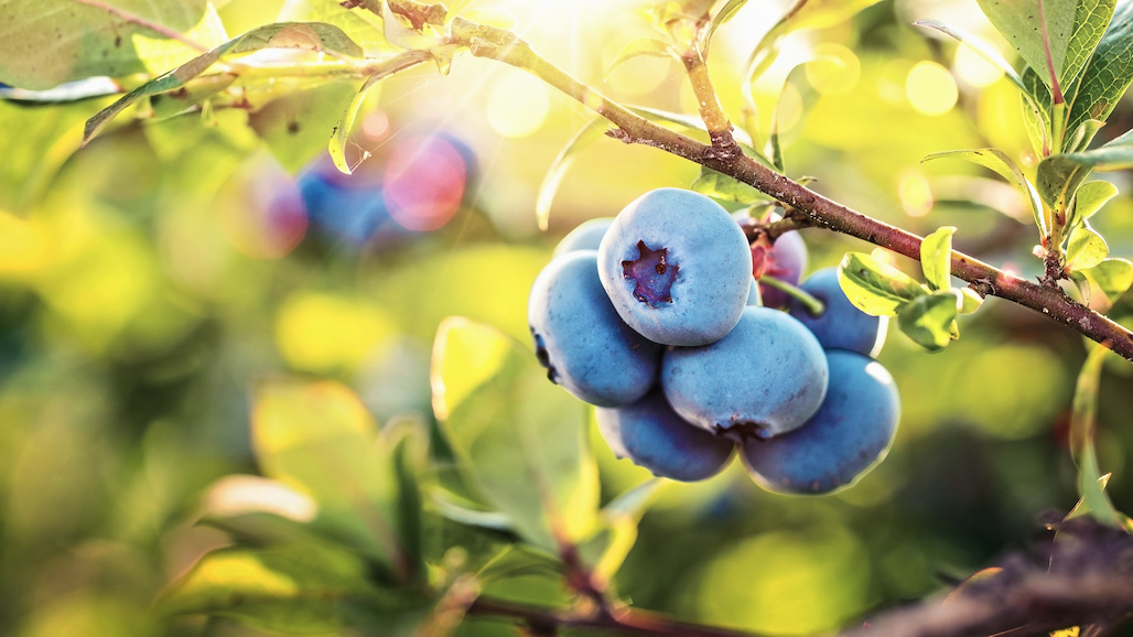 Clarification on Impact of EU Retaliatory Tariffs on Blueberries