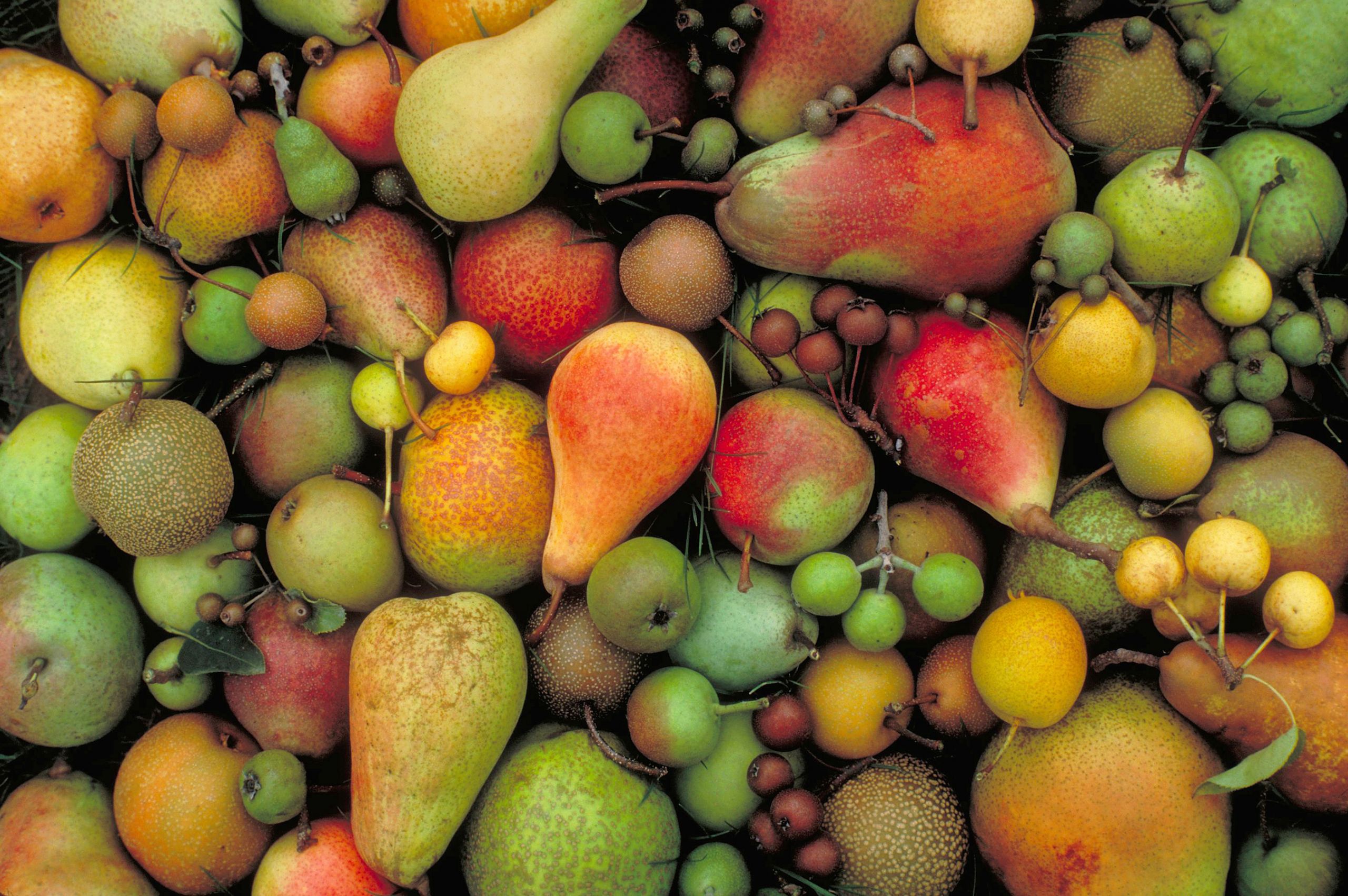 Fire Blight in Pear: Getting to the Root of the Matter