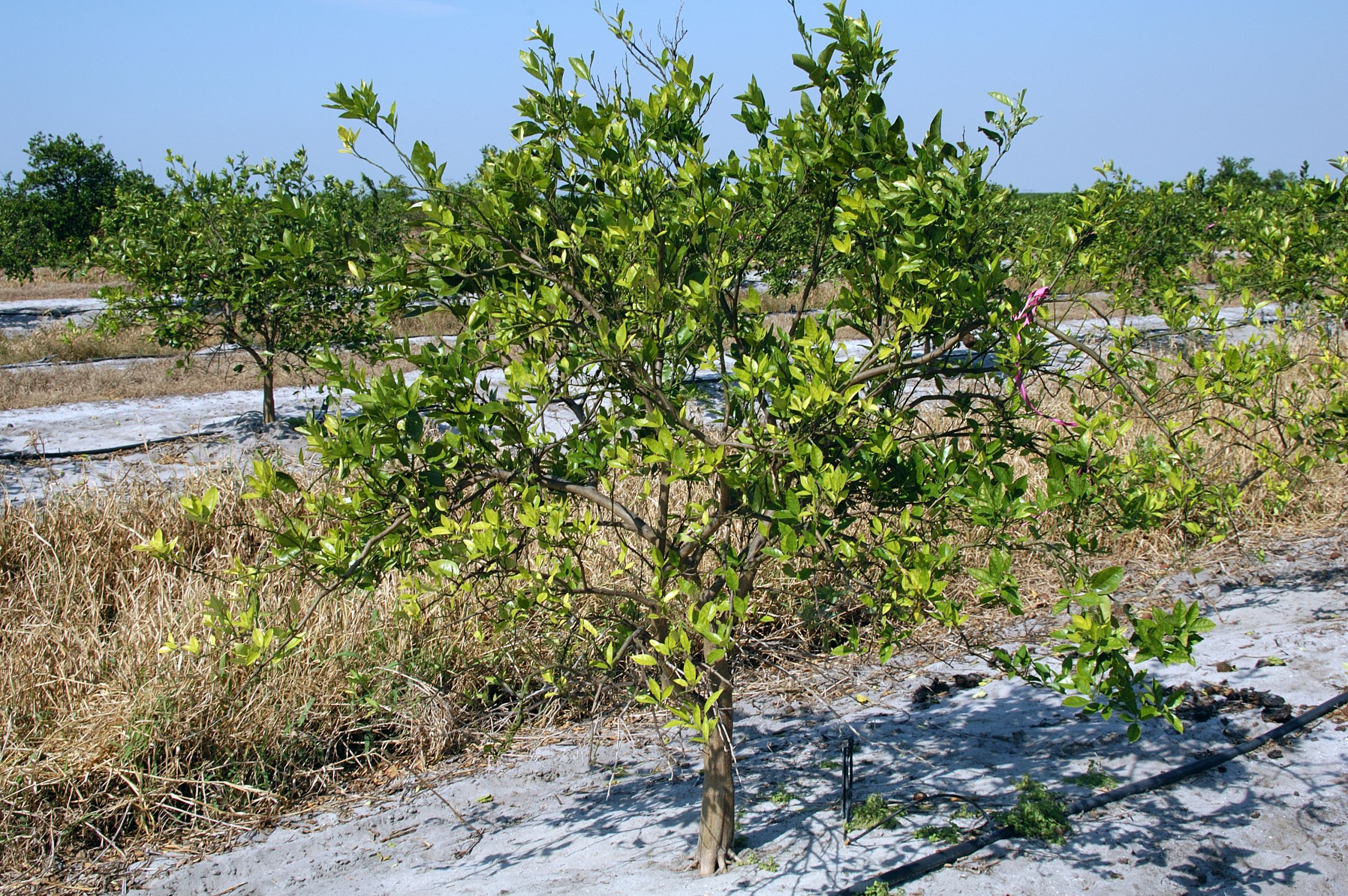 University of Florida Awarded Grants to Continue Fight Against Citrus Greening