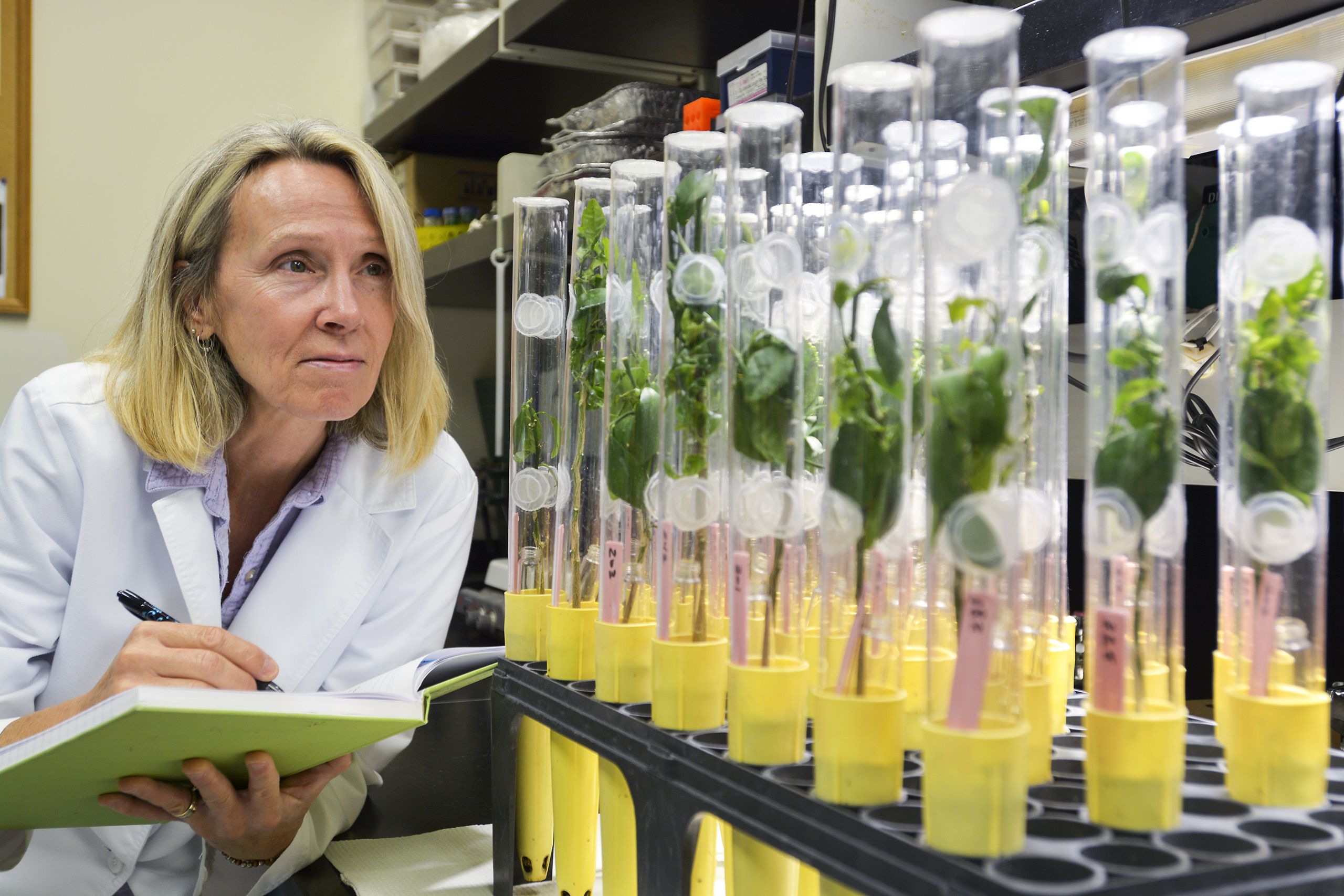 Progress Toward Greening-Resistant Citrus Trees