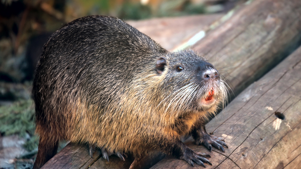 $12 Million to Eradicate an Invasive Rodent of Unusual Size
