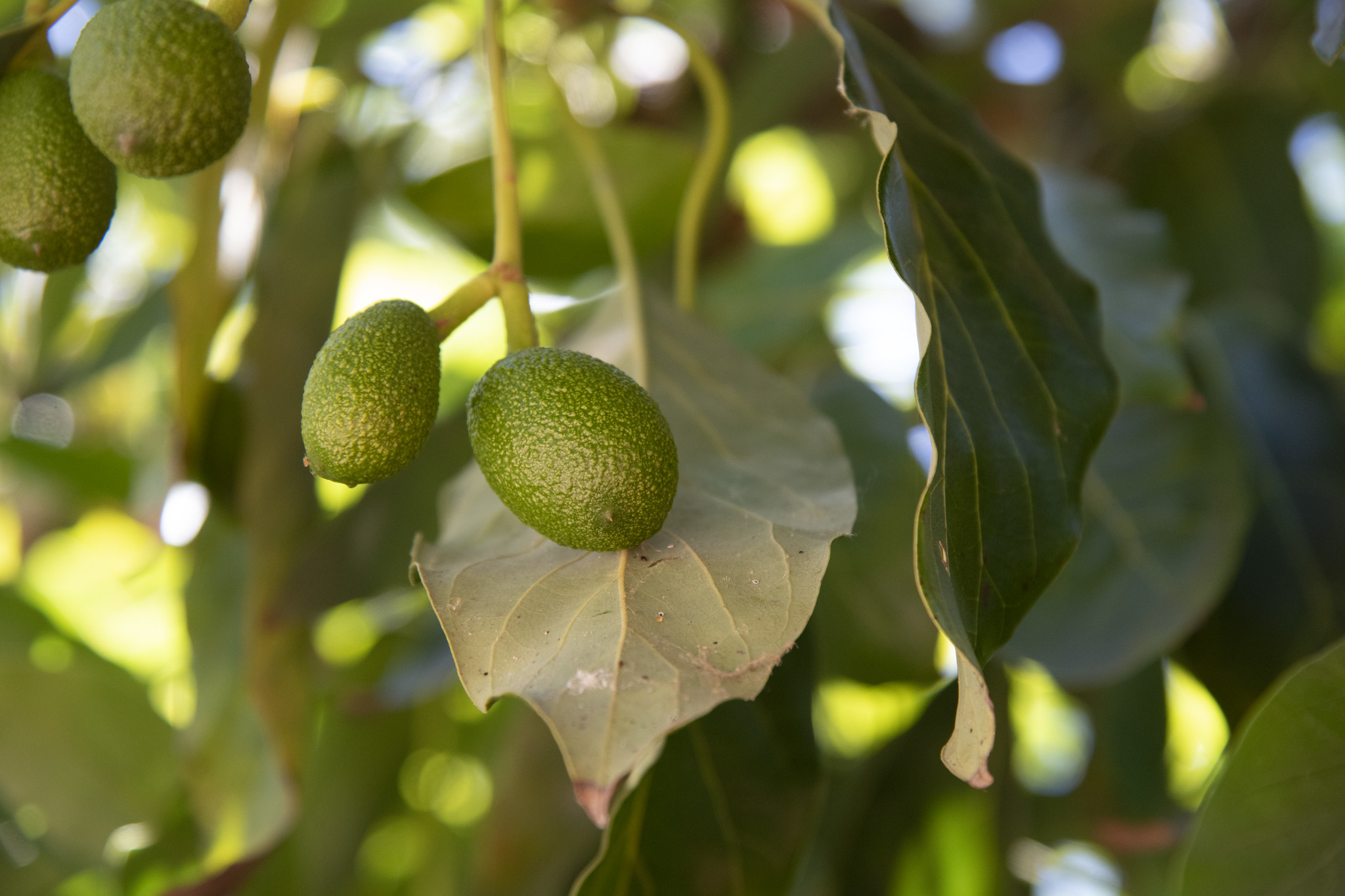 $6.3 Million to Help UC Riverside Save Avocado Orchards