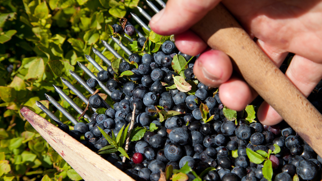 U.S. Blueberry Growers Form New Alliance to Seek Import Remedies