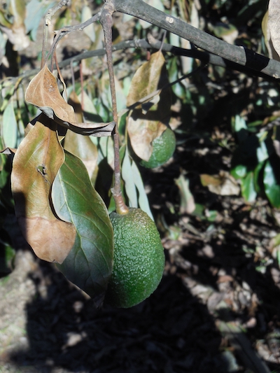 The Essential Pieces of Protecting Ag Workers, Preventing COVID-19 Spread
