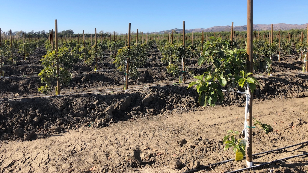 New Avocado Study Outlines Costs & Returns of High-Density Plantings