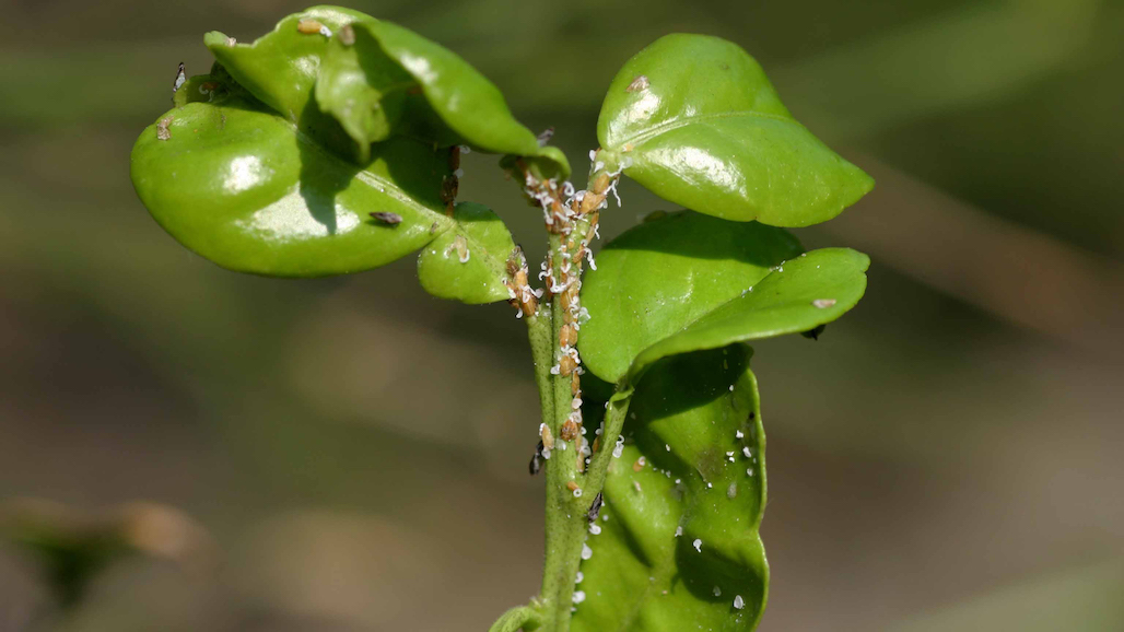 First CLas-Positive Asian Citrus Psyllid Found in San Diego