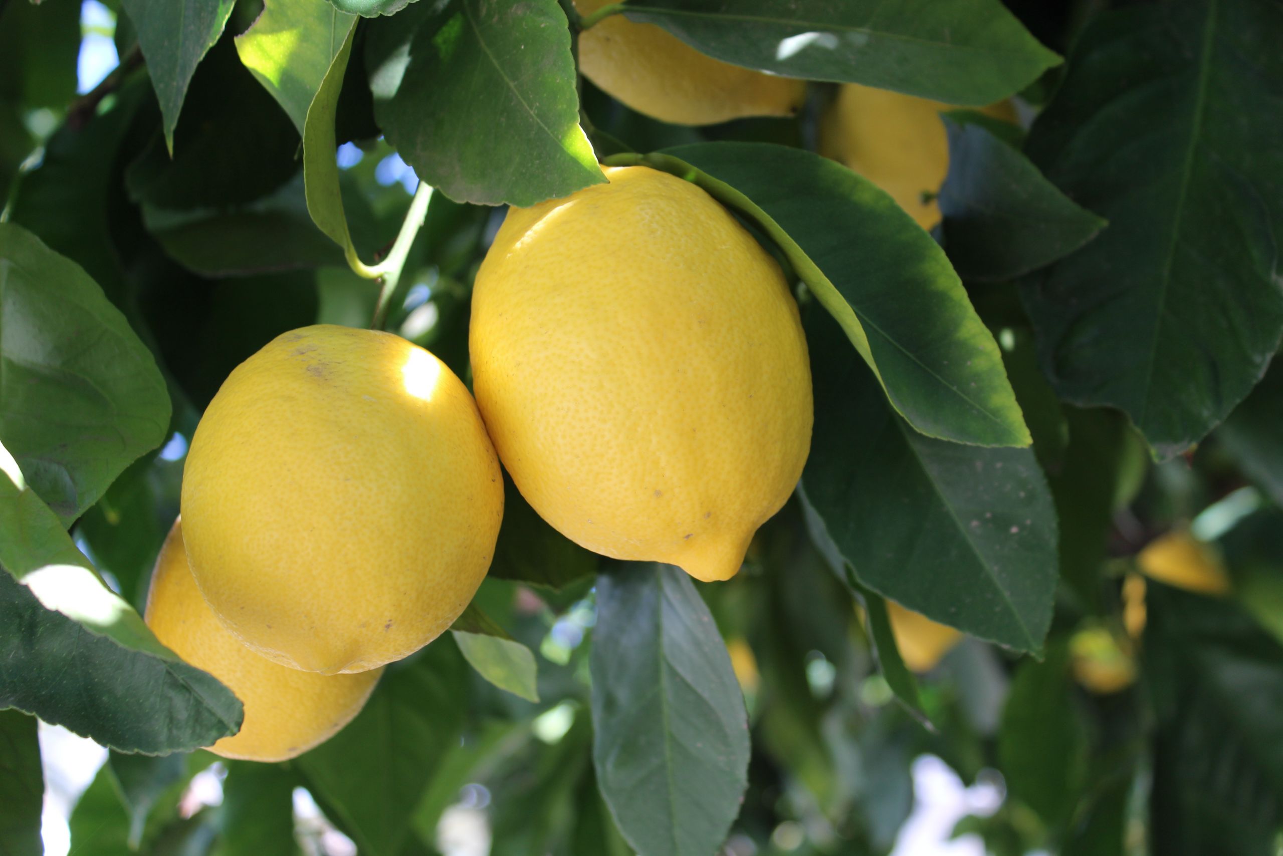 UC ANR Study Outlines Costs & Returns of Producing Lemons in Southern CA