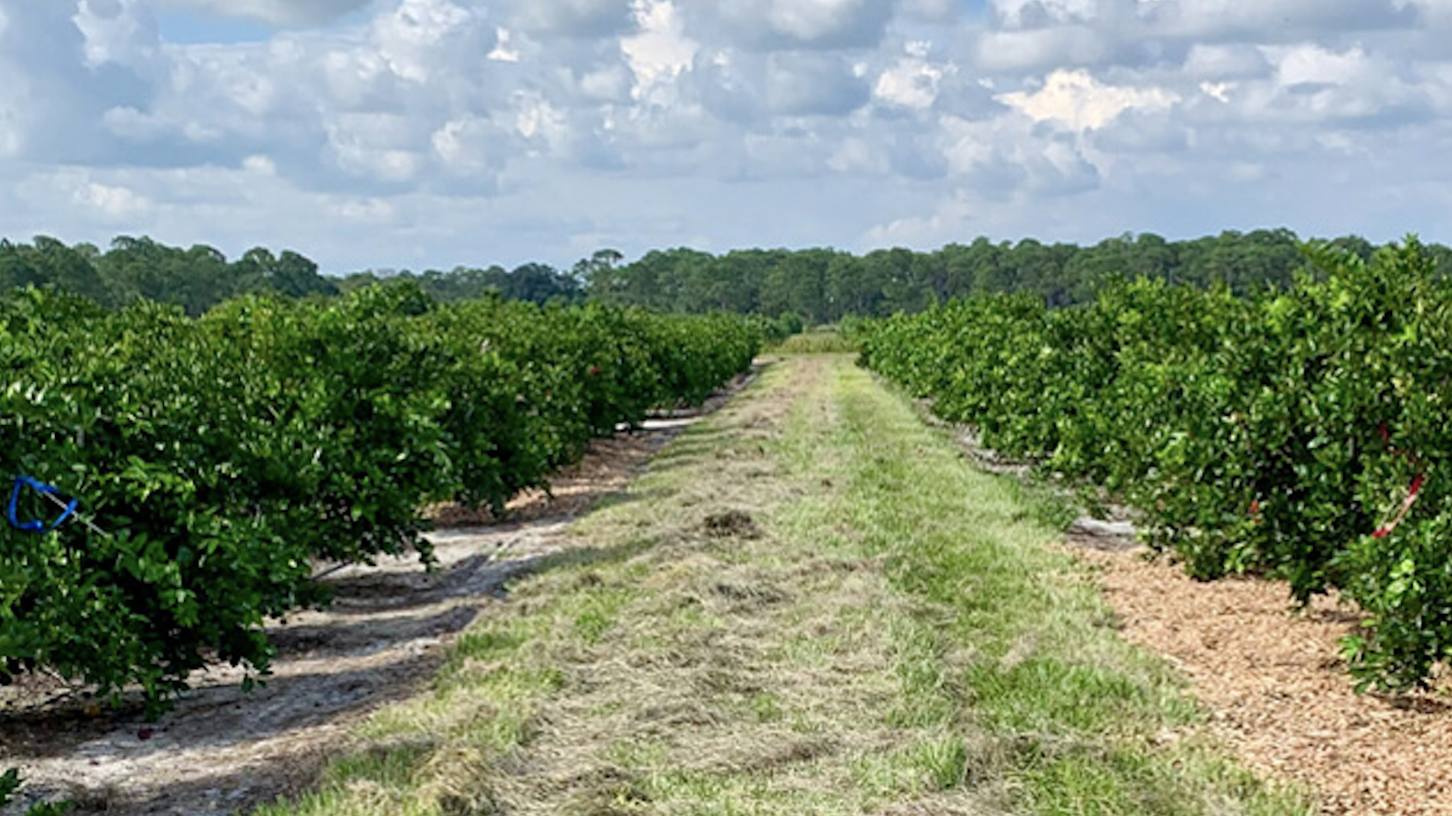 USDA Study Reveals Airborne Fungus Can Trigger Plant Growth
